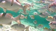 cab_islamujeres_aguas cab_islamujeres_aguas